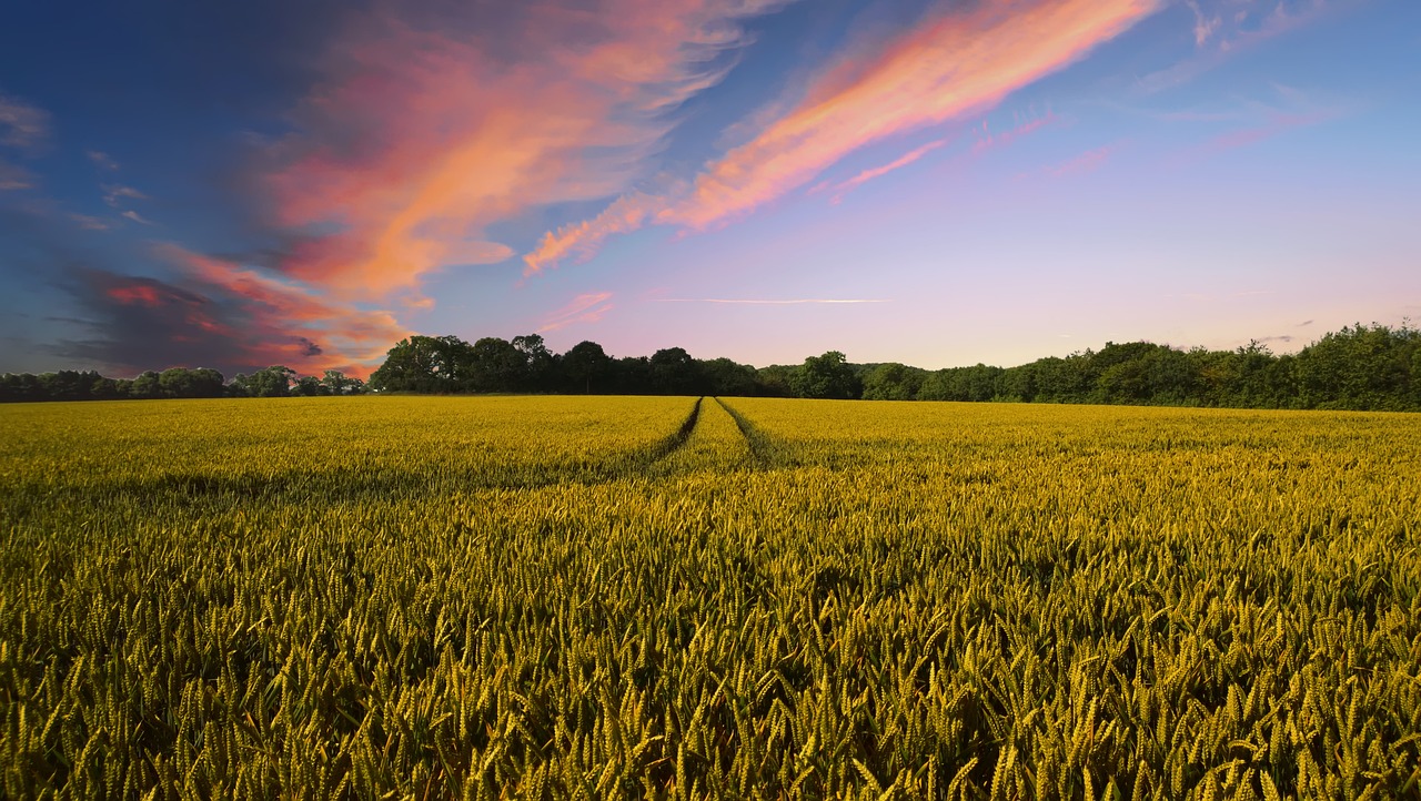 Best Eco-Farming Techniques to Maximize Crop Yield